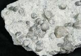 Gastropod & Brachiopod Fossils - Silurian #5772-3